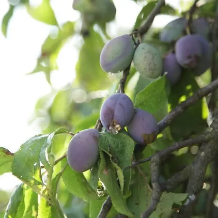 In Peetzig Am * Angermunde