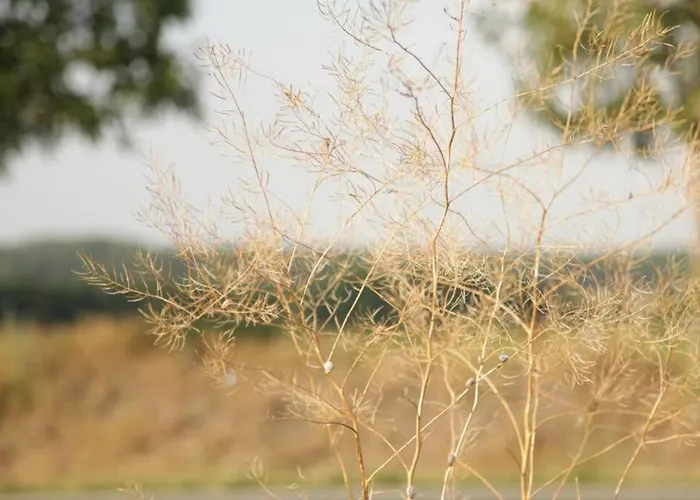 In Peetzig Am آنغرمونده