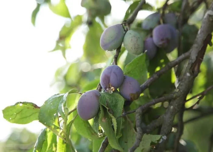 In Peetzig Am * アンガーミュンデ